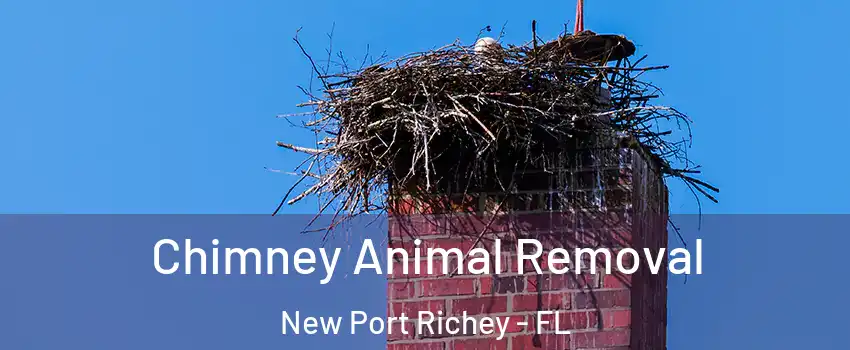  Chimney Animal Removal New Port Richey - FL