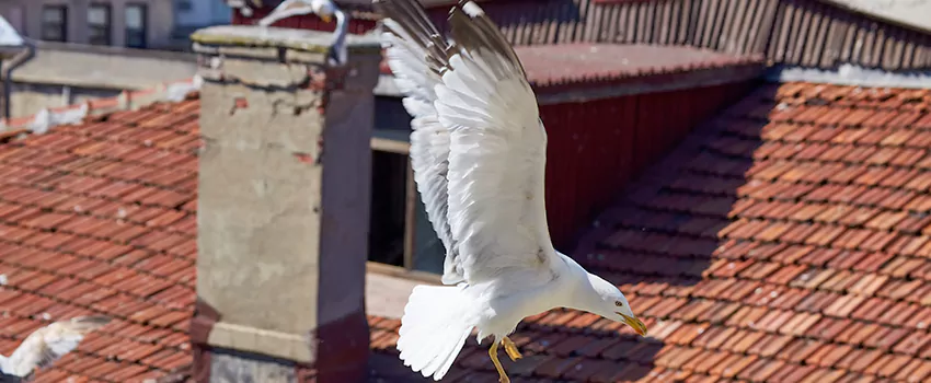 Residential Chimney Animal Removal Solution in New Port Richey, FL