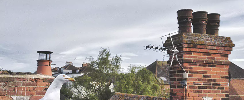 Chimney Cleaning And Restoration in New Port Richey, Florida